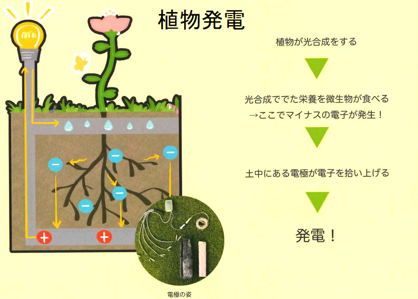 植物発電の仕組み